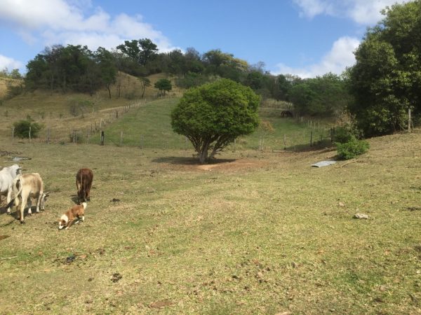 Área 8.000m² – Brigadeiro Tobias